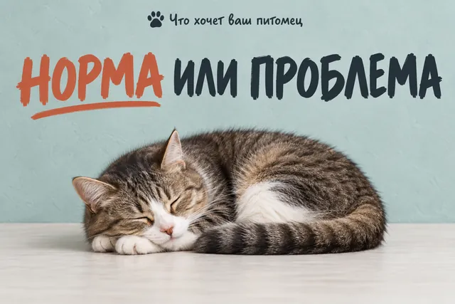 Почему кошки спят по 16 часов в сутки — и когда это повод насторожиться