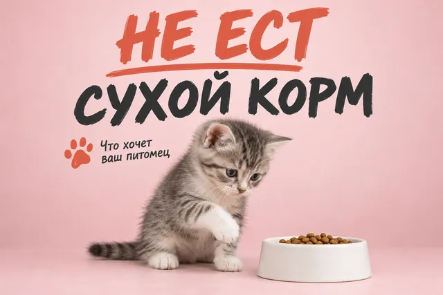 Большинство котят отказывается от сухого корма не из вредности, а из-за привычки к молоку