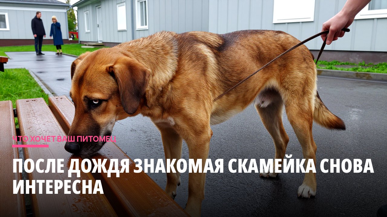 После дождя знакомая скамейка снова интересна