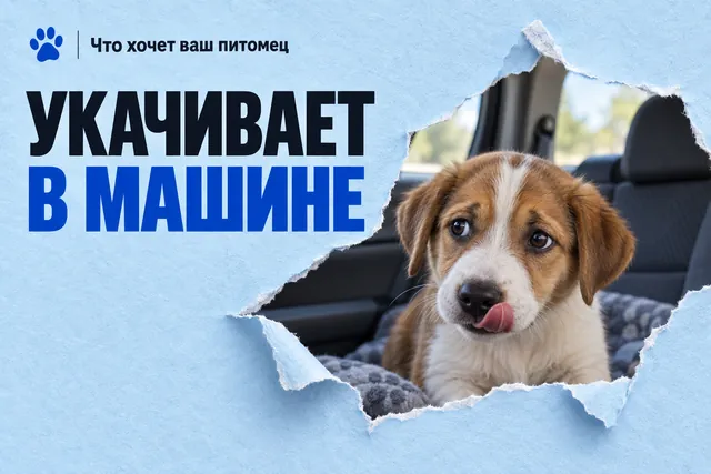 Почему щенка укачивает в машине и что делать