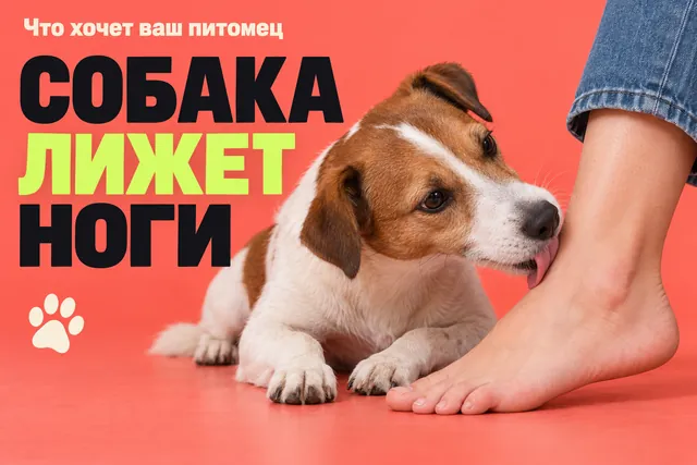 Почему собака лижет ноги и что с этим делать