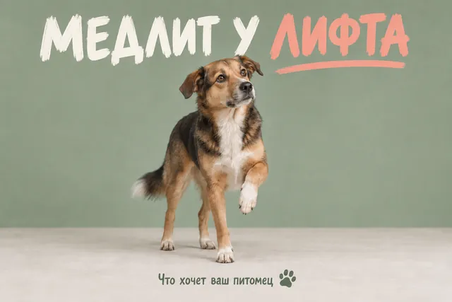 Почему собака медлит у лифта, хотя спокойно гуляет по лестнице: 5 причин