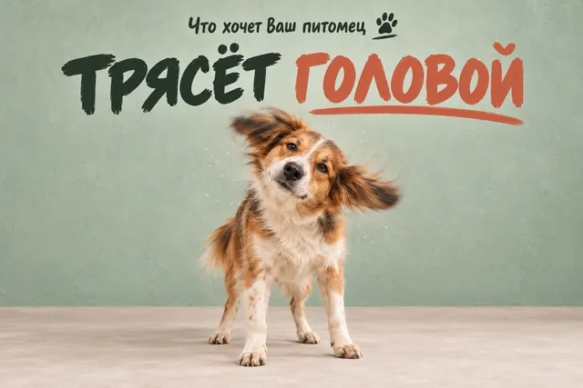 Почему собака трясёт головой после прогулки и когда это повод проверить уши?