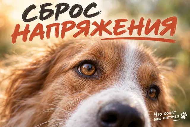 Объятия для собак — не проявление любви: вот почему они отряхиваются