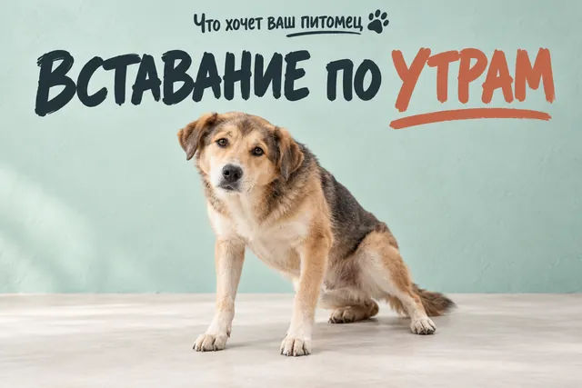 Почему суставы собаки «застывают» за ночь и что помогает ей встать легче?