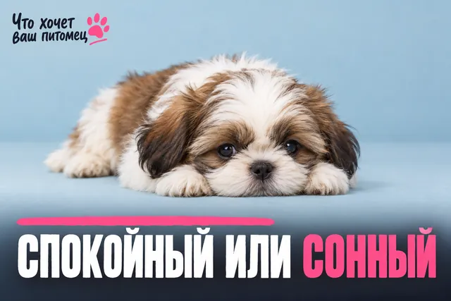 Будущим владельцам ши-тцу: как отличить спокойного щенка от тревожного